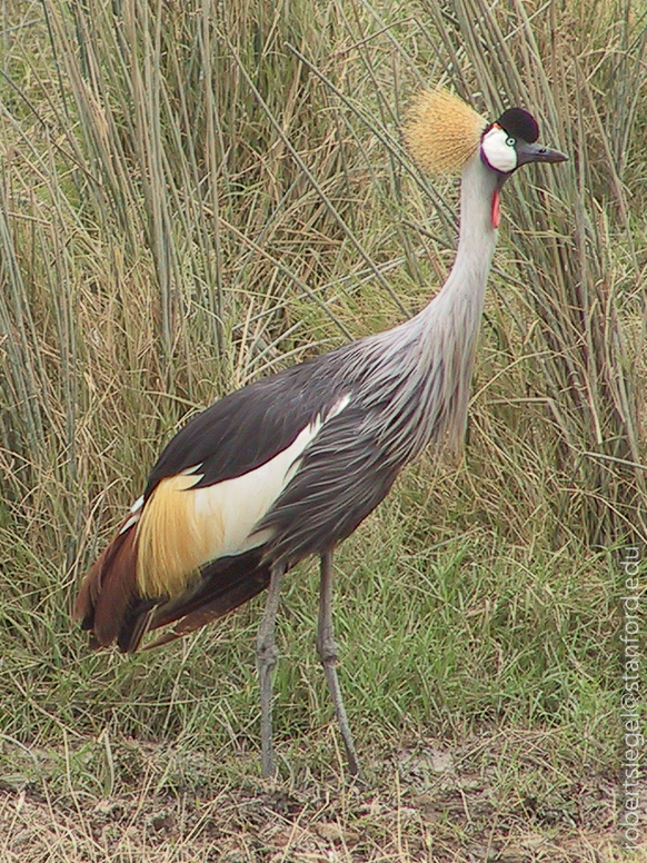 crownedcrane